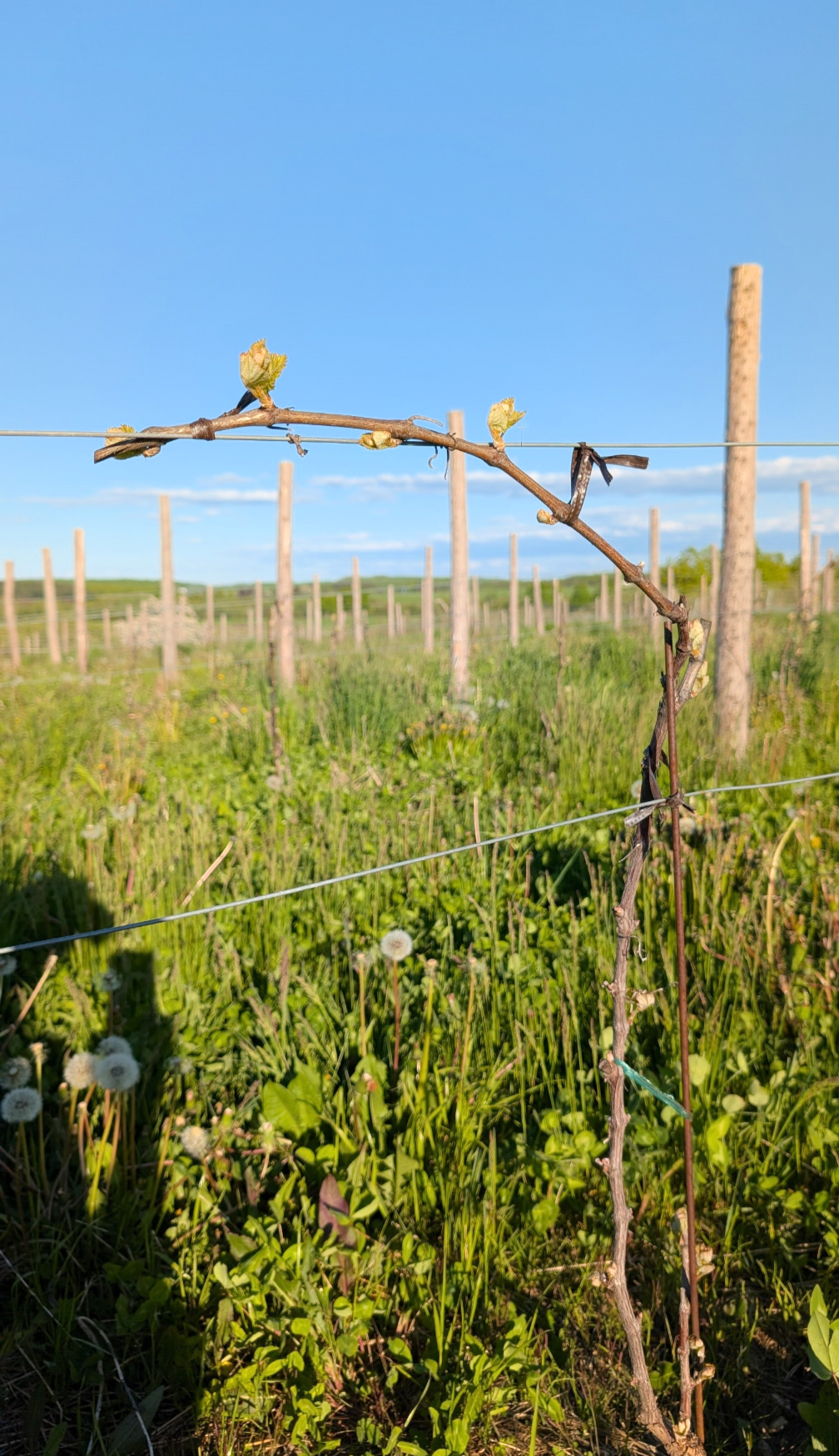 Photo 4 Grape Scouting report 5-28-2025.png